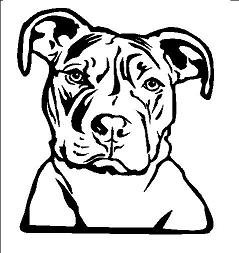 Pit Bull Terrier nr 2